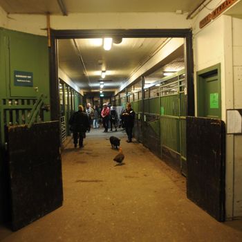 Den gamle stallen